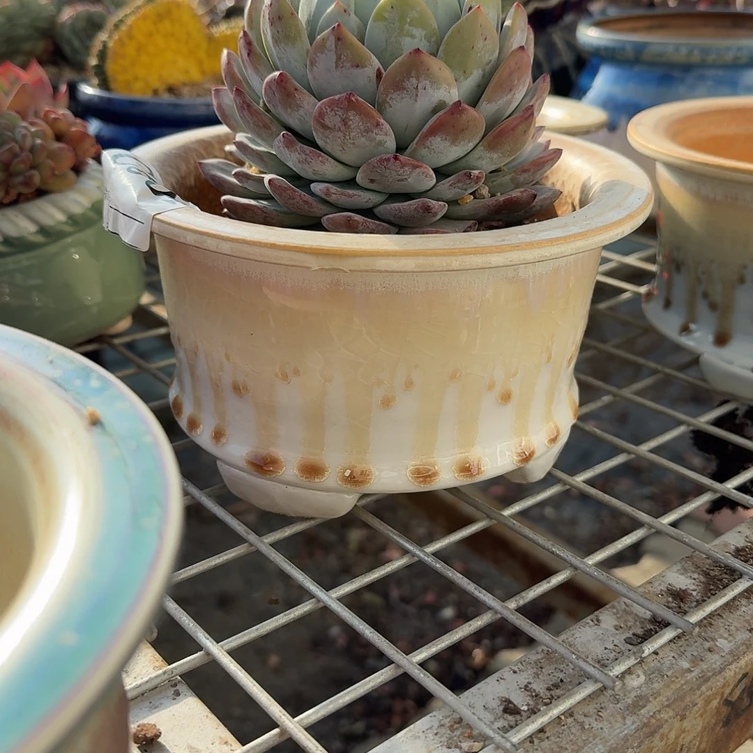 A***默大口帽檐➕成梦露单头多肉