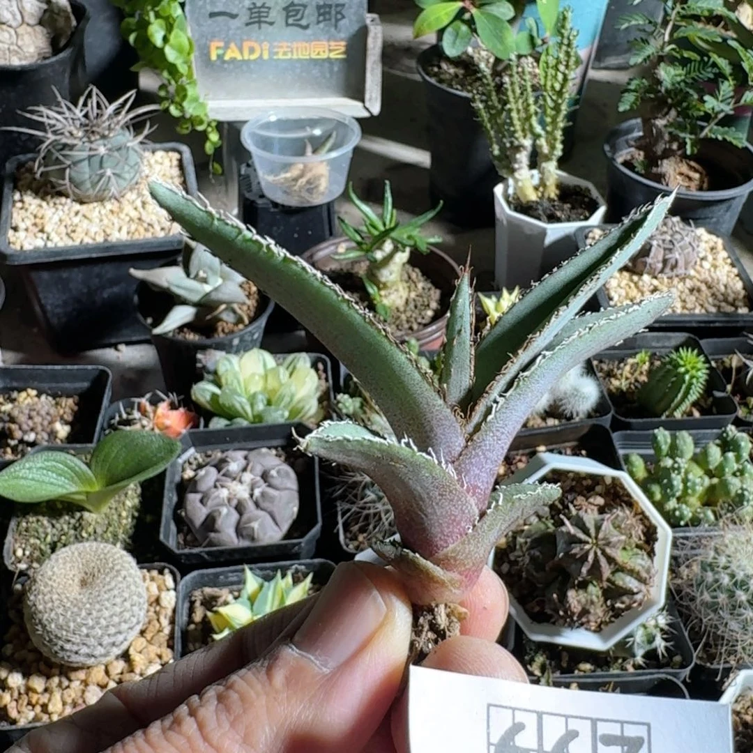 667鲨齿龙脱土发货一个随机
