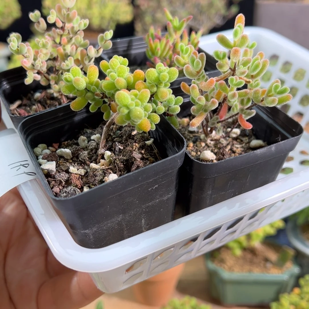 枝干番杏3种……………………