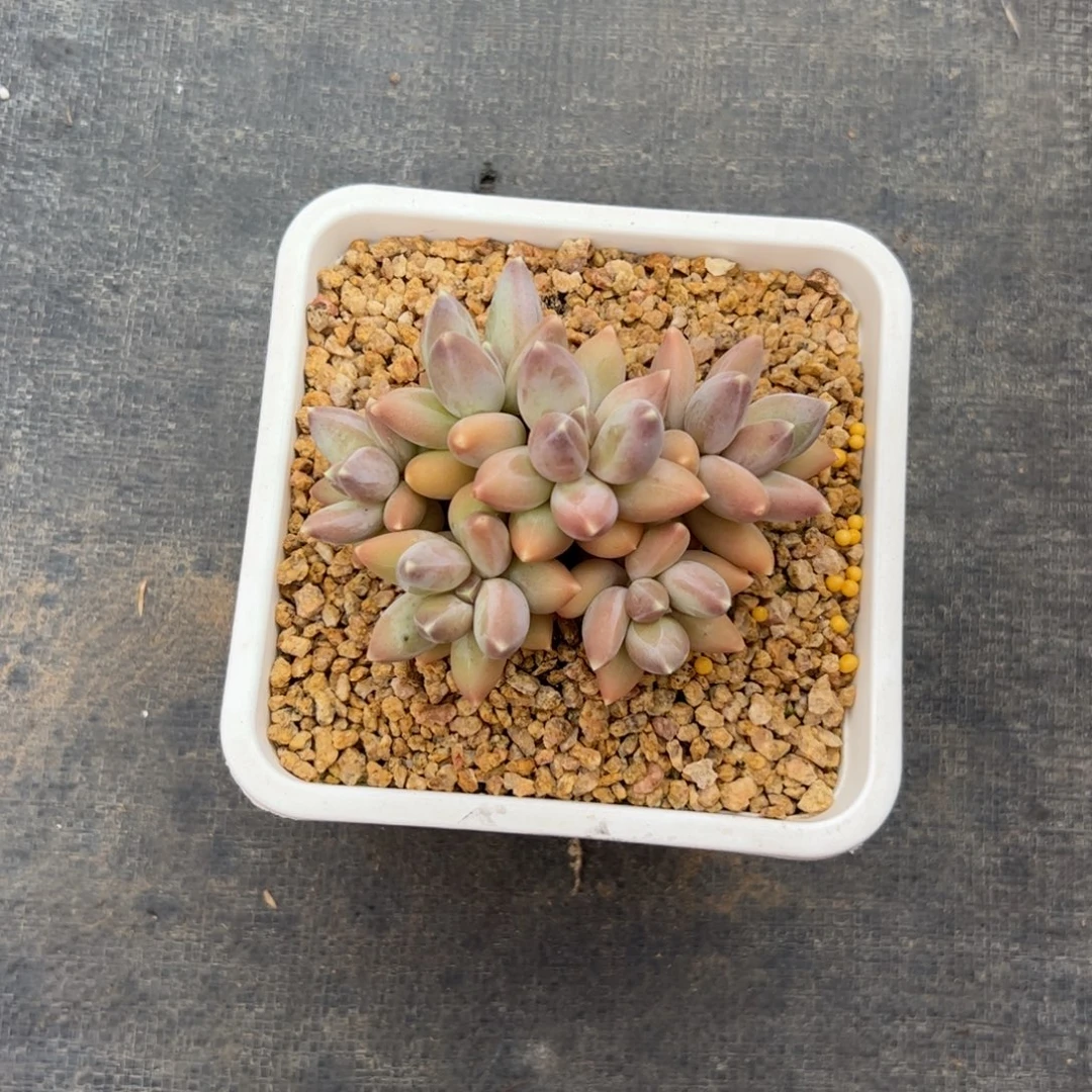 松果自然群多肉植物