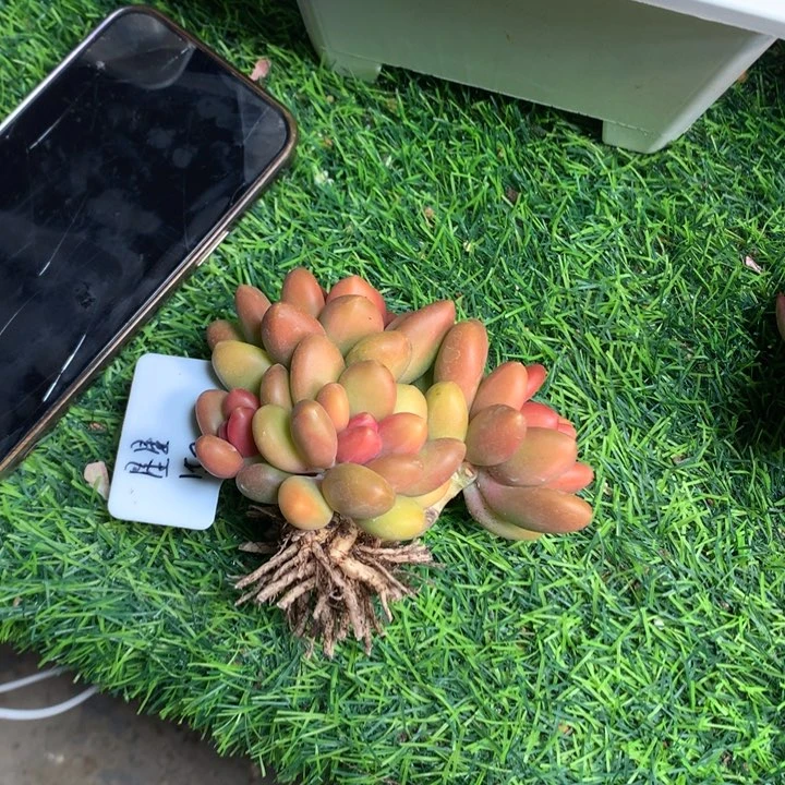 芒果奶小老桩多肉发货