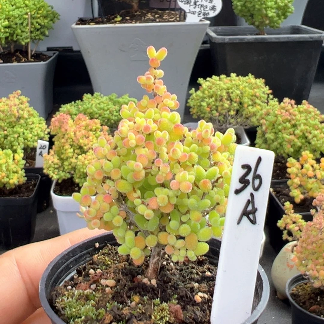 精控蜜橘圣诞款36号