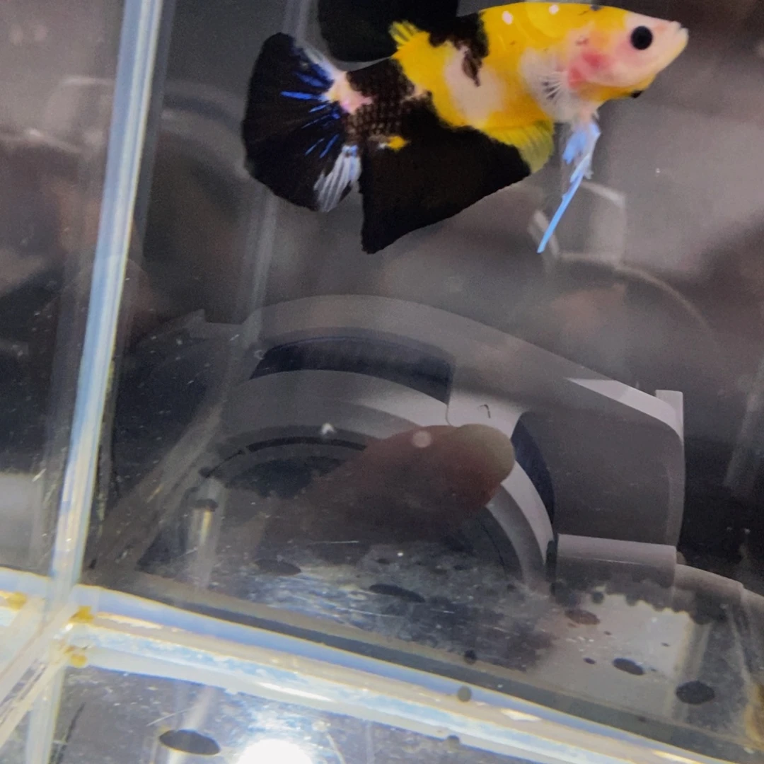 斗鱼332巨斗111111