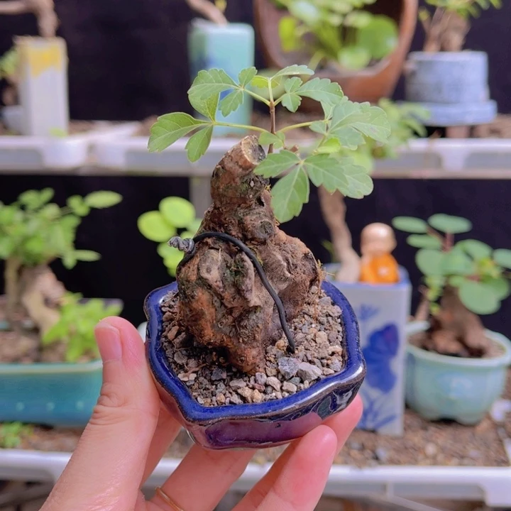 全部花朵123456789