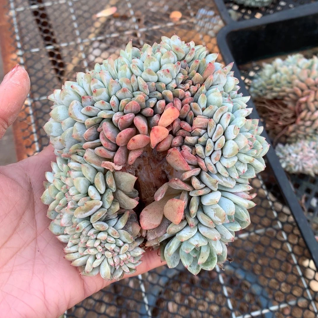 179橙子缀化多肉植物