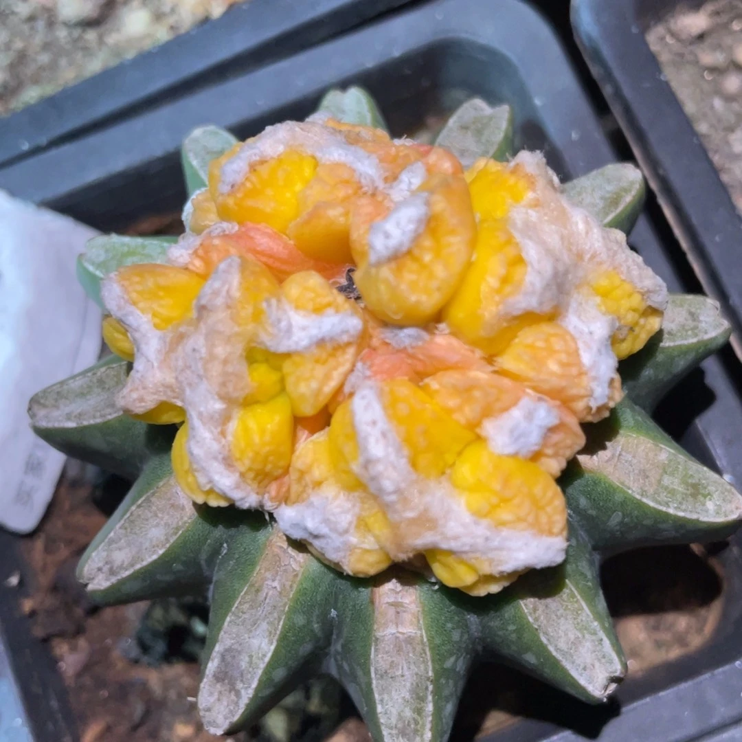 无花朵四头连体221 仙人球