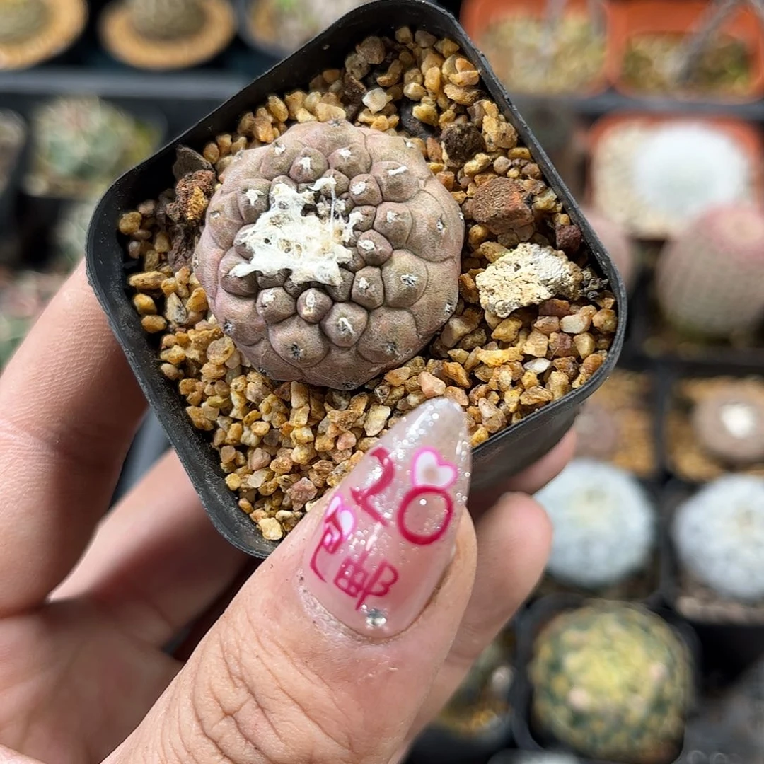 有仙人单头发货有根发货