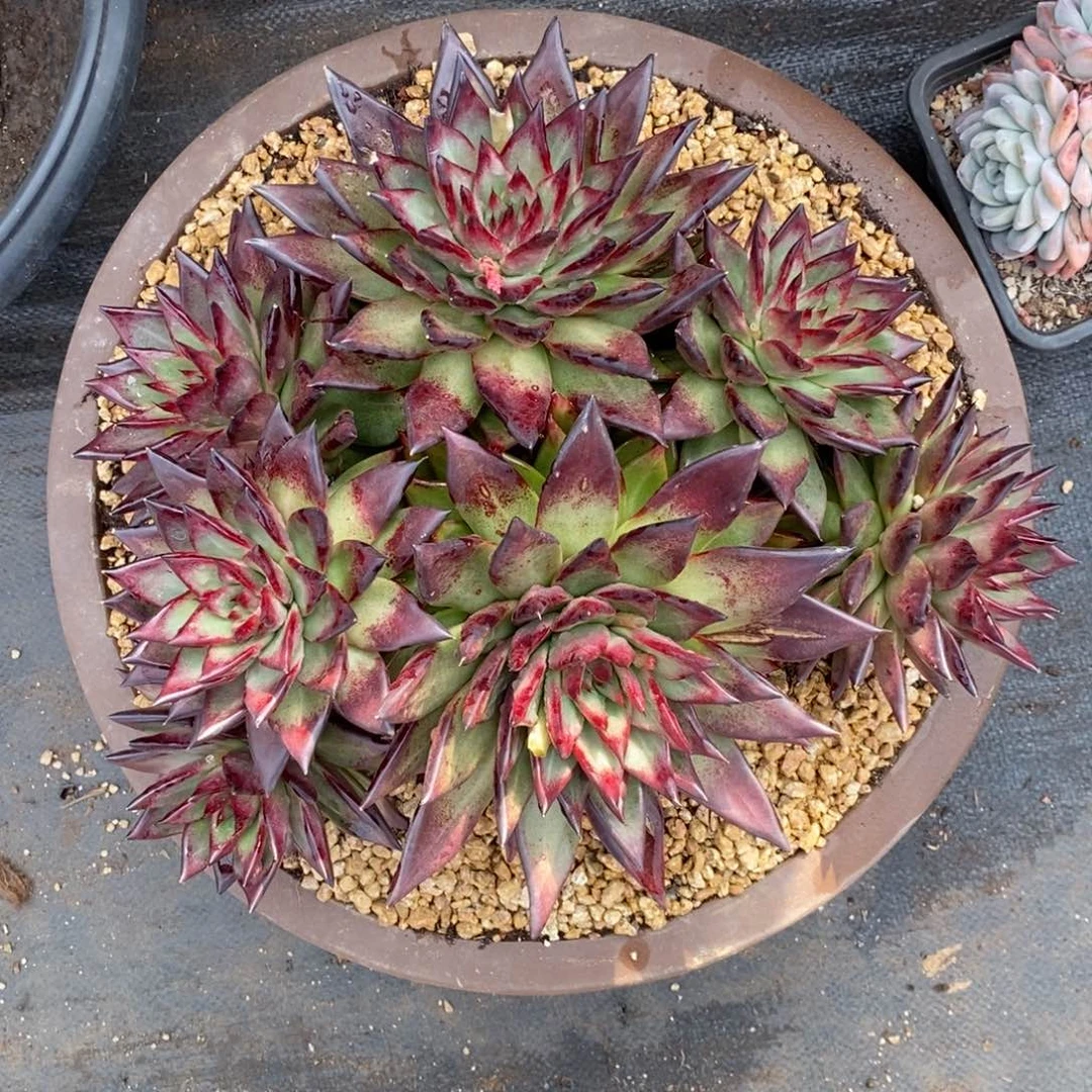 期*.澳洲黑爪群a3