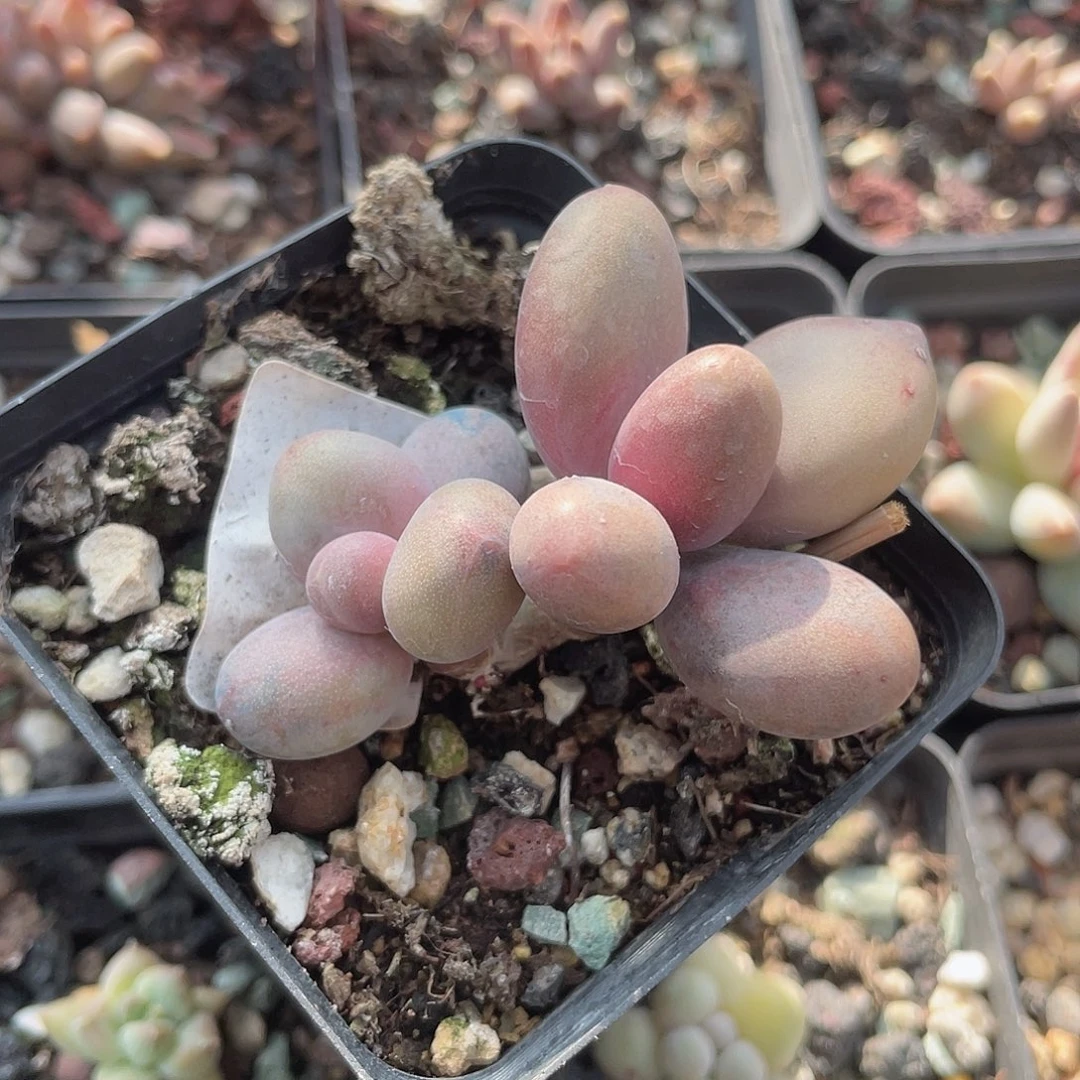 糖果美人 脱土发货