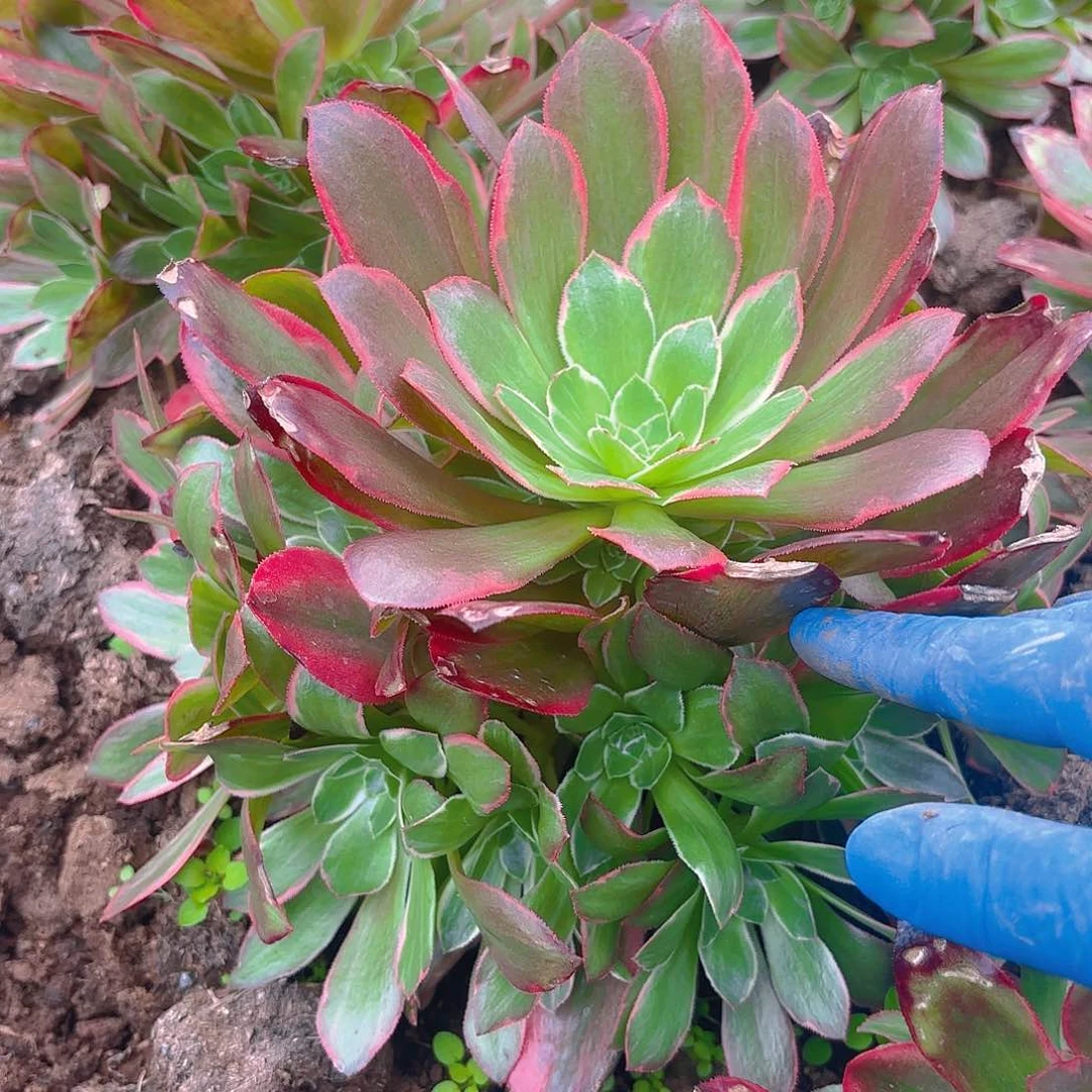 女妖手捧多肉植物