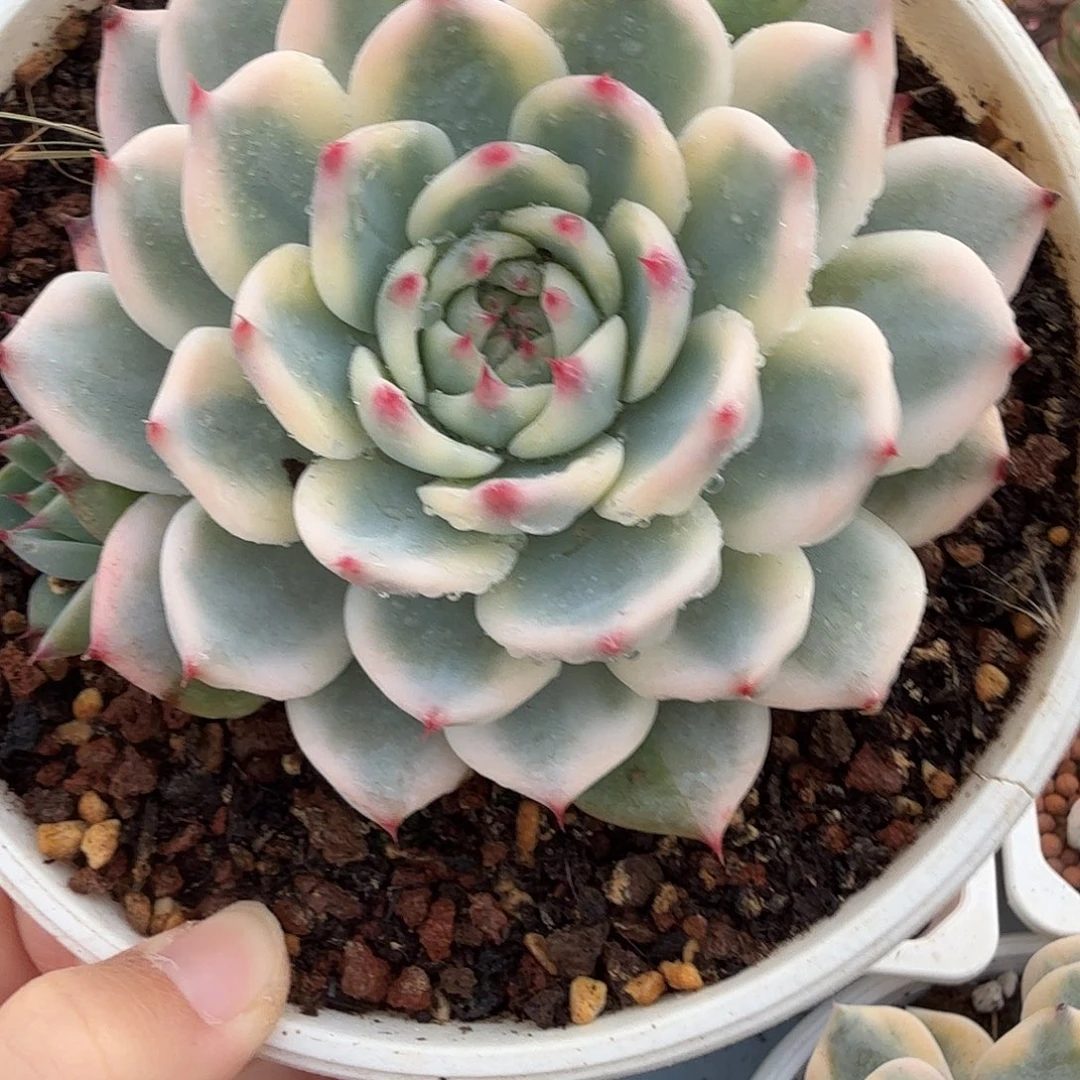 吉娃娃锦，多肉植物