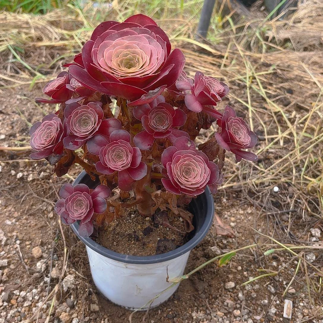 魅金多肉植物手捧
