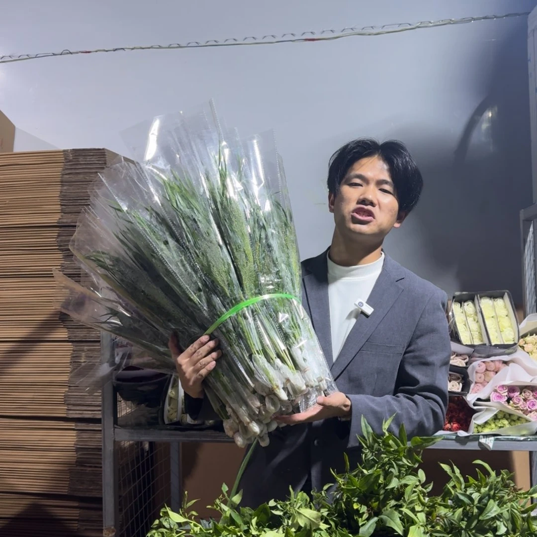 喷泉草3扎。   短杆