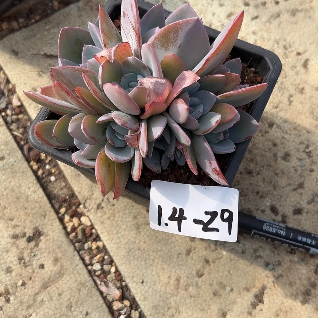 ****11.4-29布鲁兰多肉植物