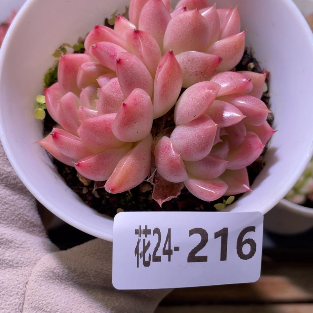 花利美24-216麦秆