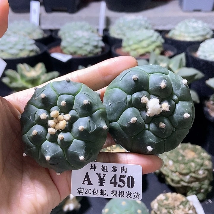 相****?450实生龟甲兜