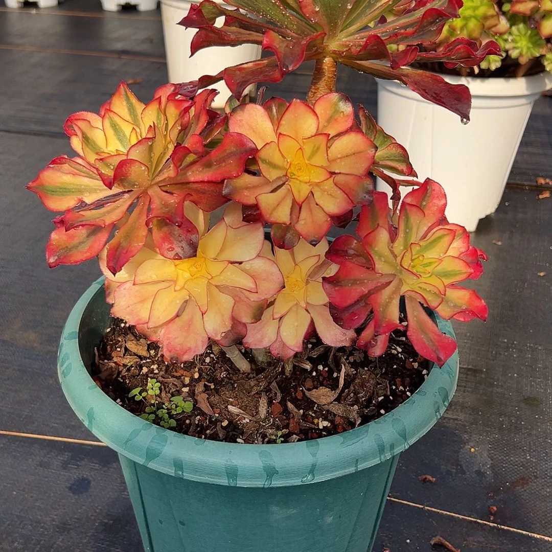 蜜***枣1111111111111111111111111