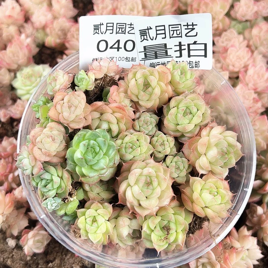 贰月园艺量拍040