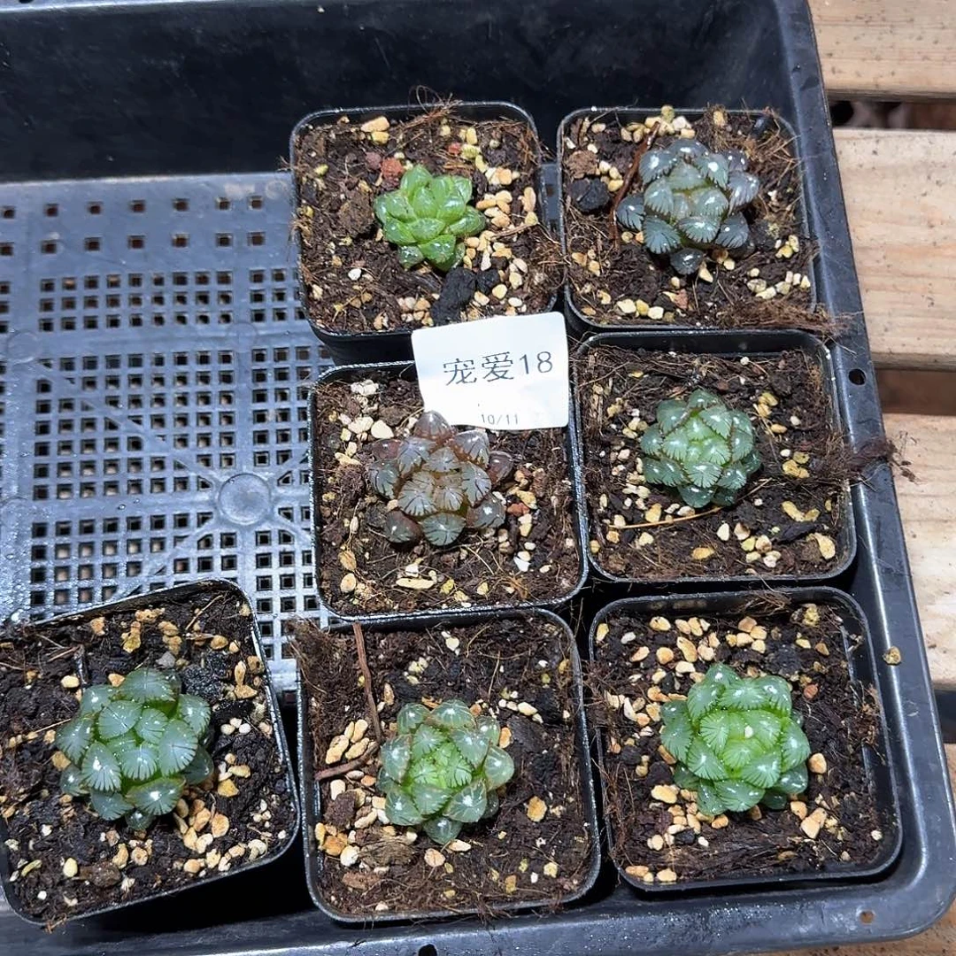 直播福利一物一拍18