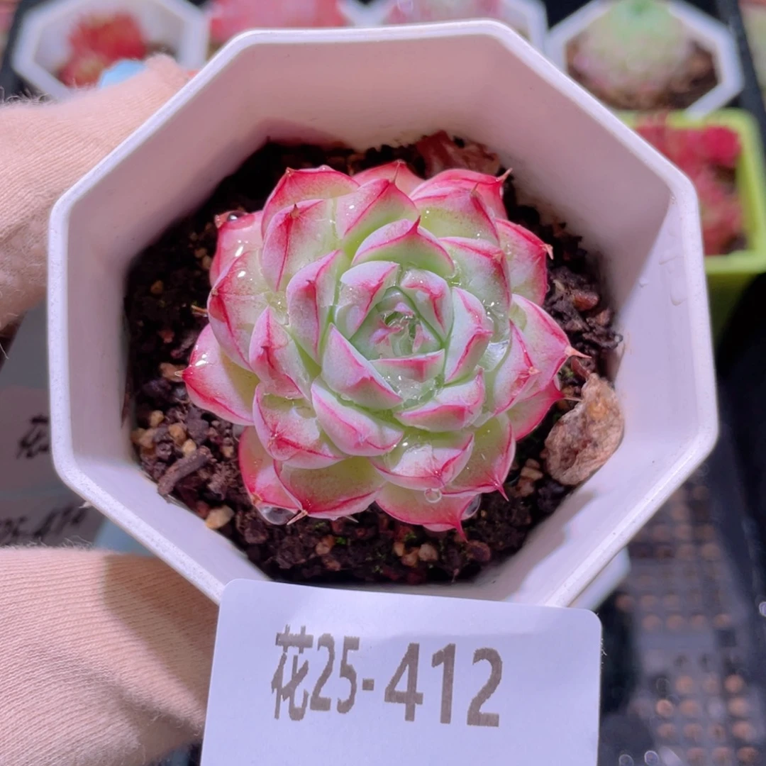 花利美25-412海王