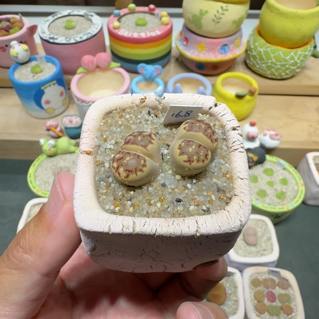 蘑菇247丽虹丽虹