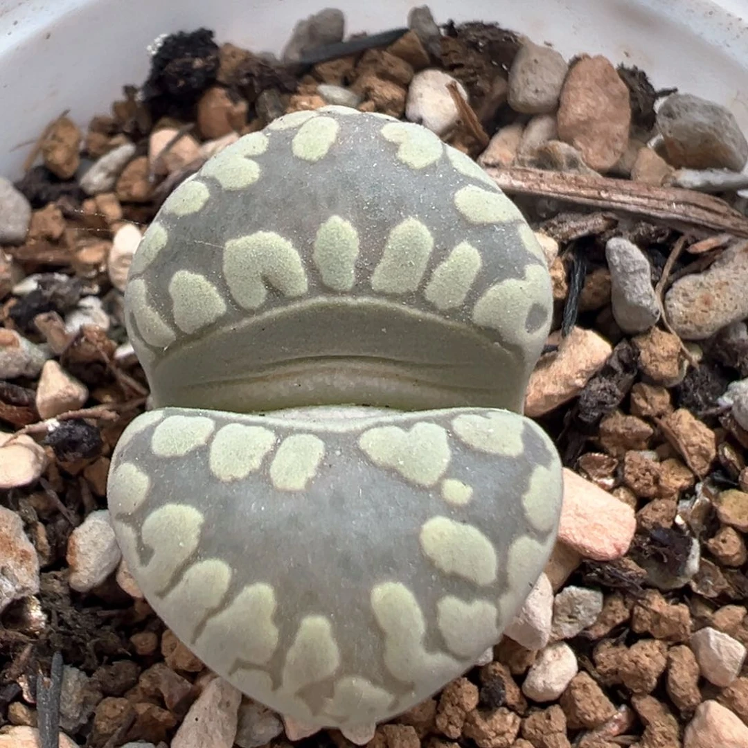 153多肉植物百科知识