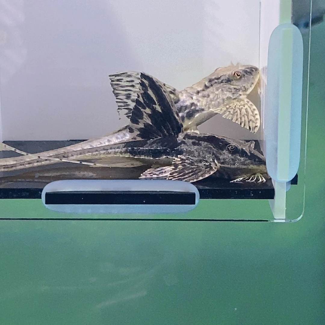 清道夫鱼直升机15号