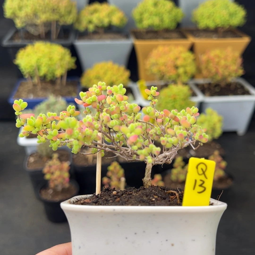 蜜橘带盆带土发货