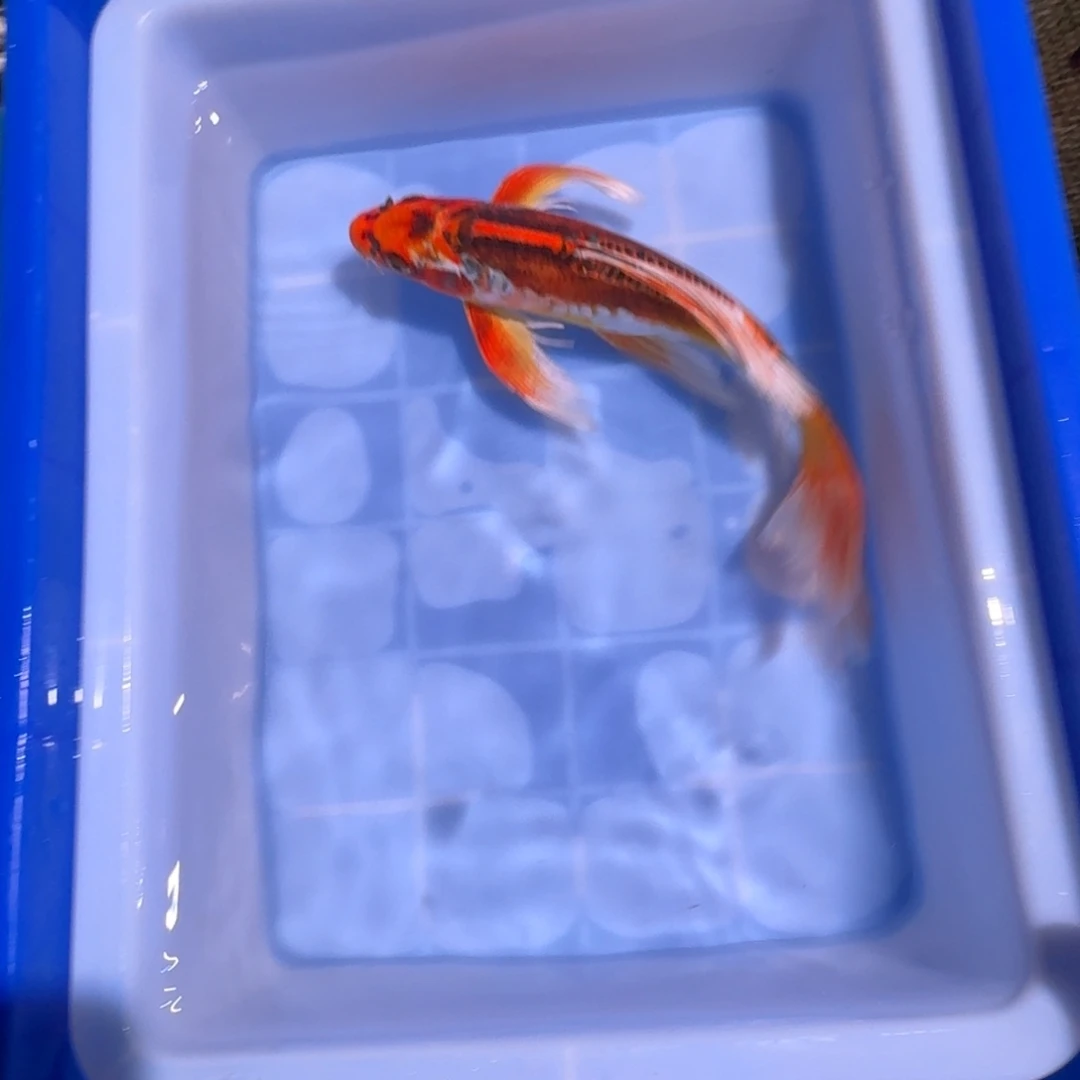 锦鲤锦鲤大热卖中6