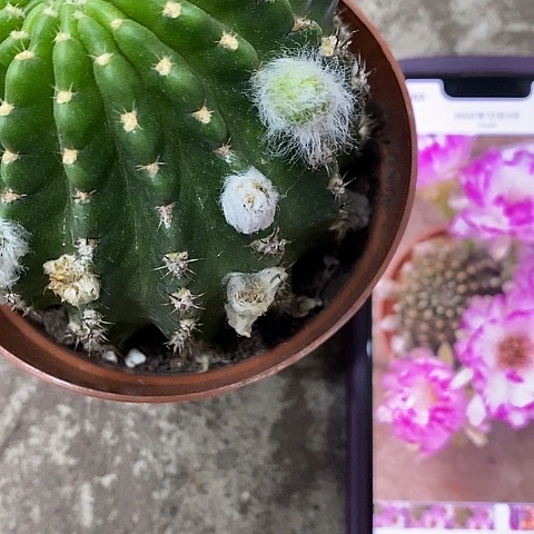 妖蝶丽花仙人球，36890