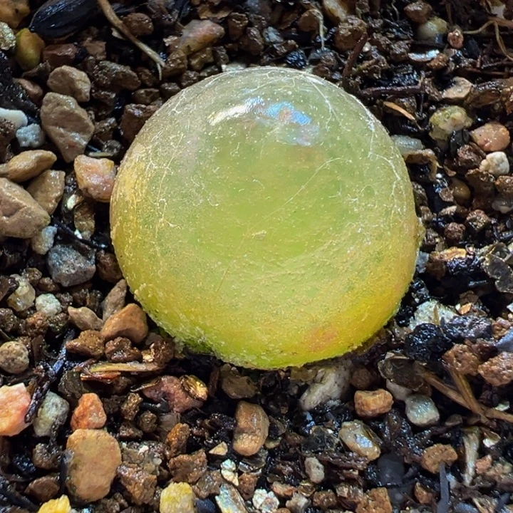 522多肉植物种类多样