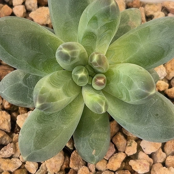 美人特价一物一拍