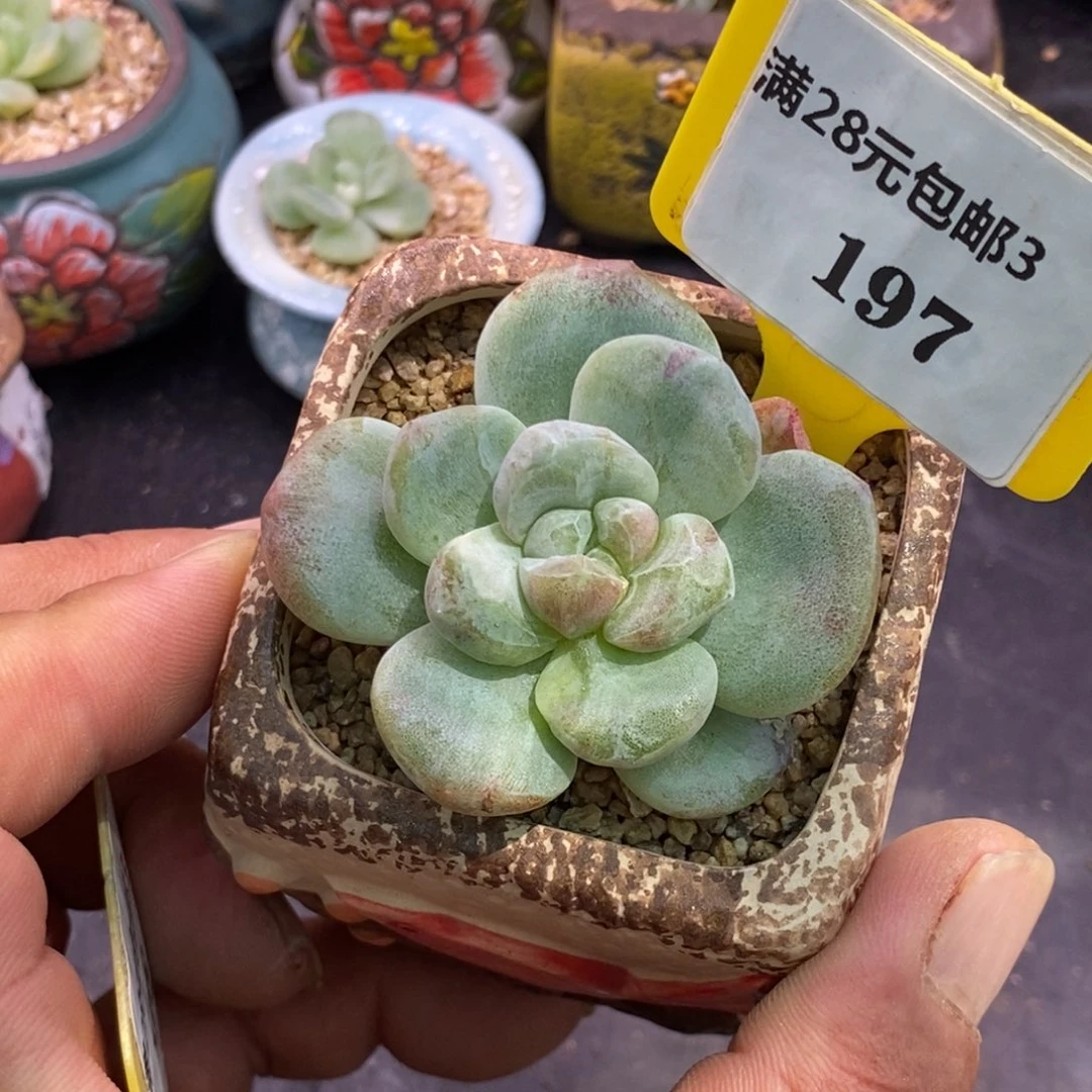 3197老桩，冰玉石化带锦的