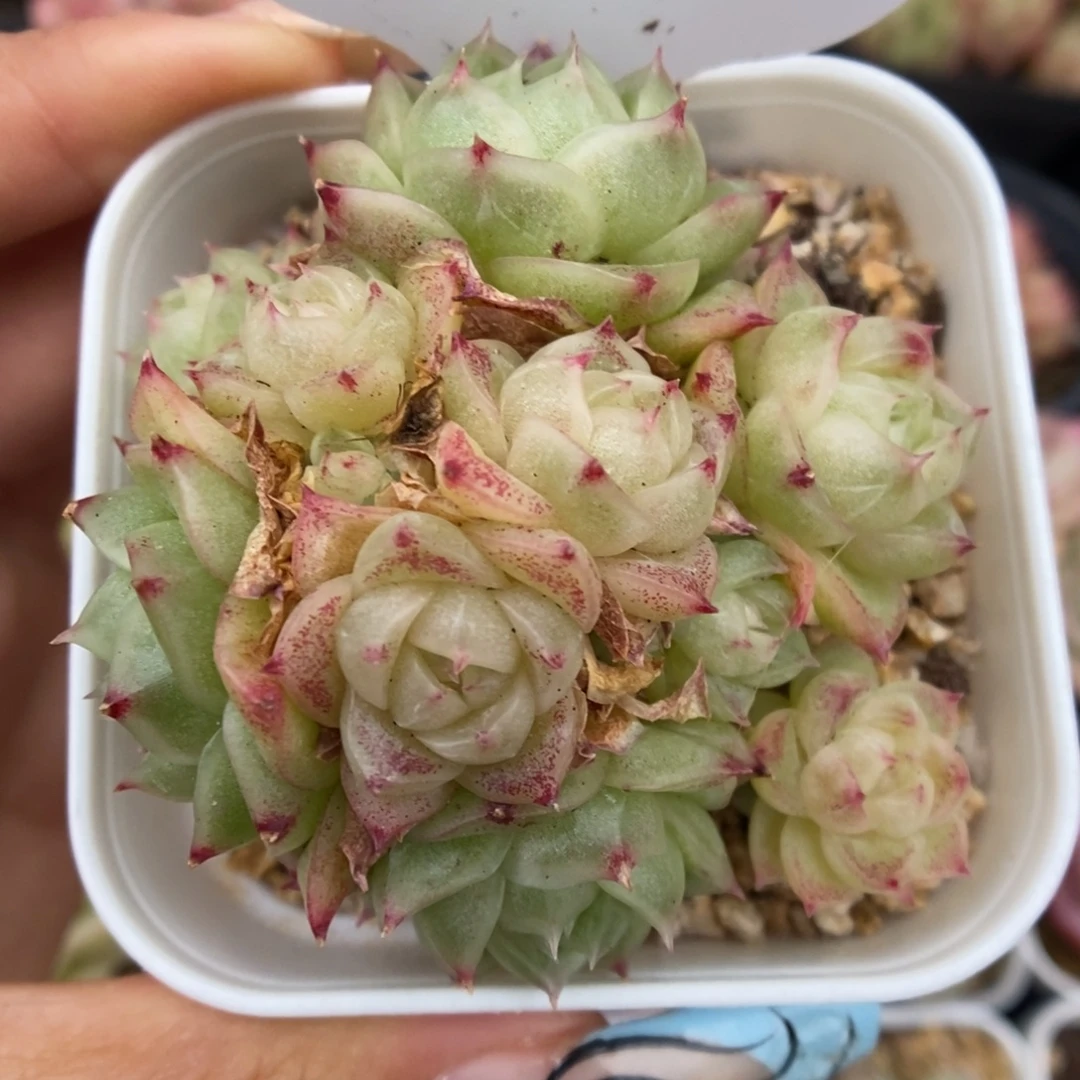 蜜蜡麦秆群生508号。