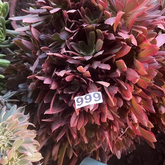 格****）多肉植物一个