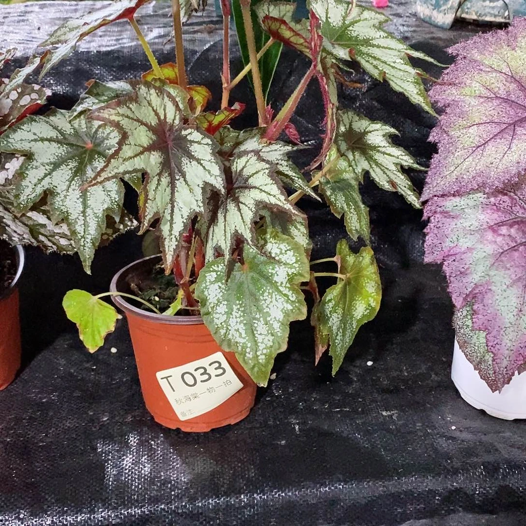 不开花植物种***好秋海棠033