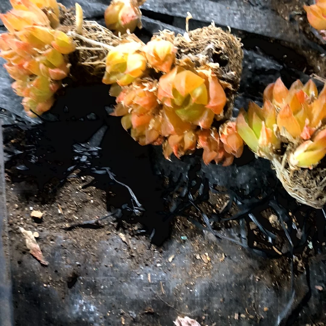 满6元包邮，黄金菊爆头老庄8头起