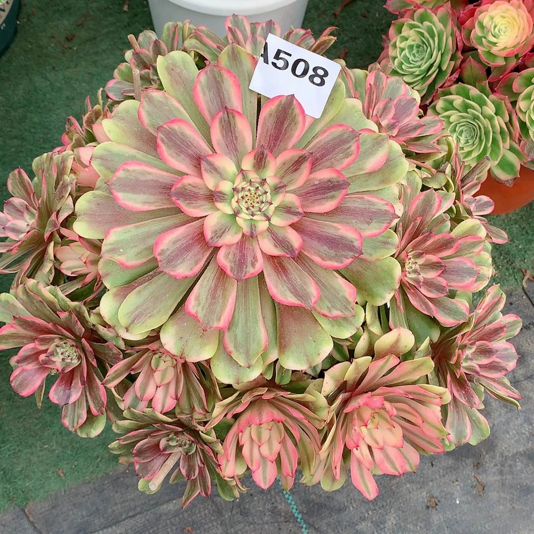 牡**棠508佳丽多肉植物