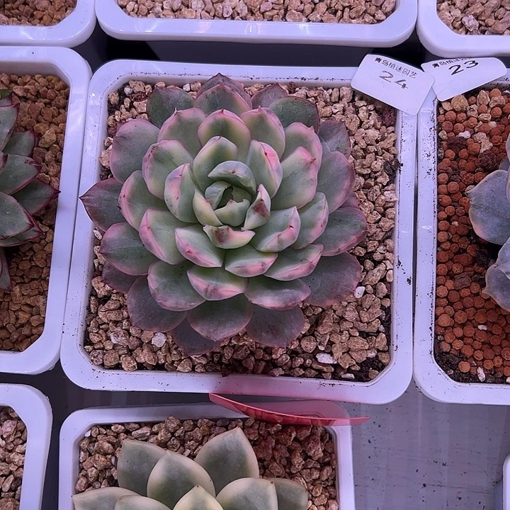 24草莓蛋糕锦多肉植物