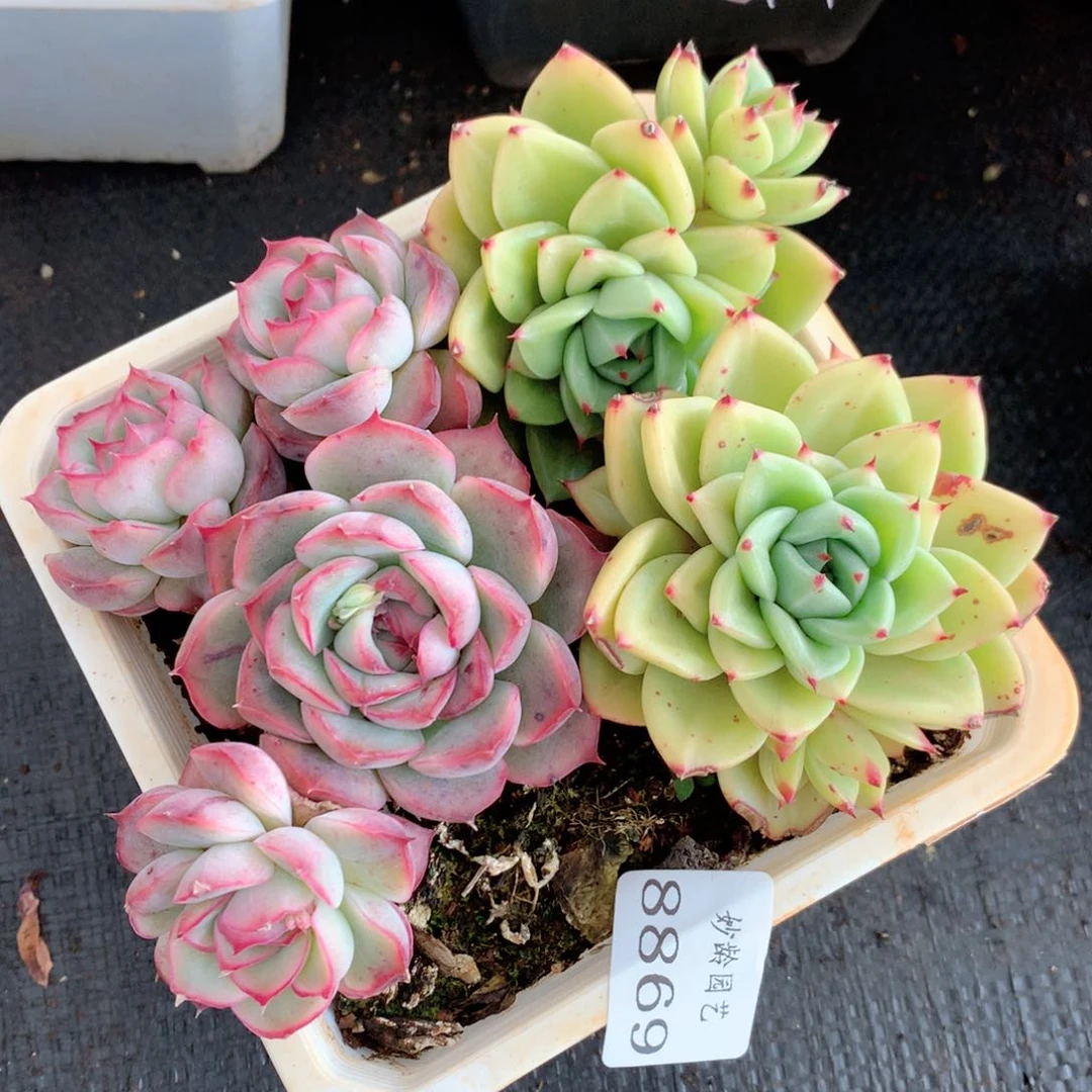 8869散群特价处理