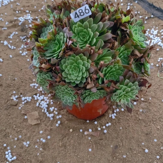 486多肉植物金丝楠木