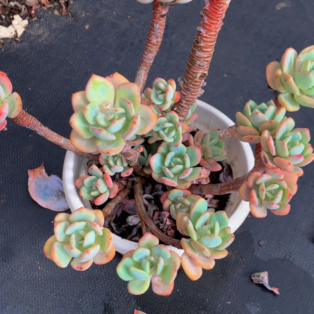 南*?白月光11111111111111