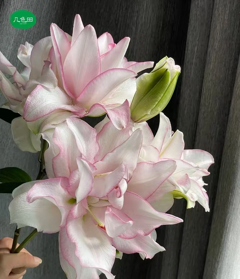 多头冰美人（5枝）—重瓣百合云南直发鲜花云南花插花鲜花