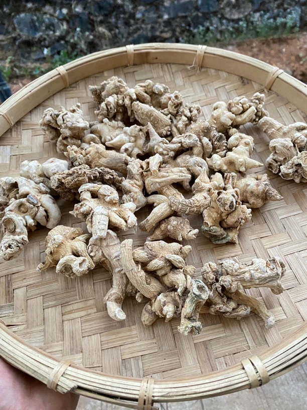 天王~参菇云南现收山货