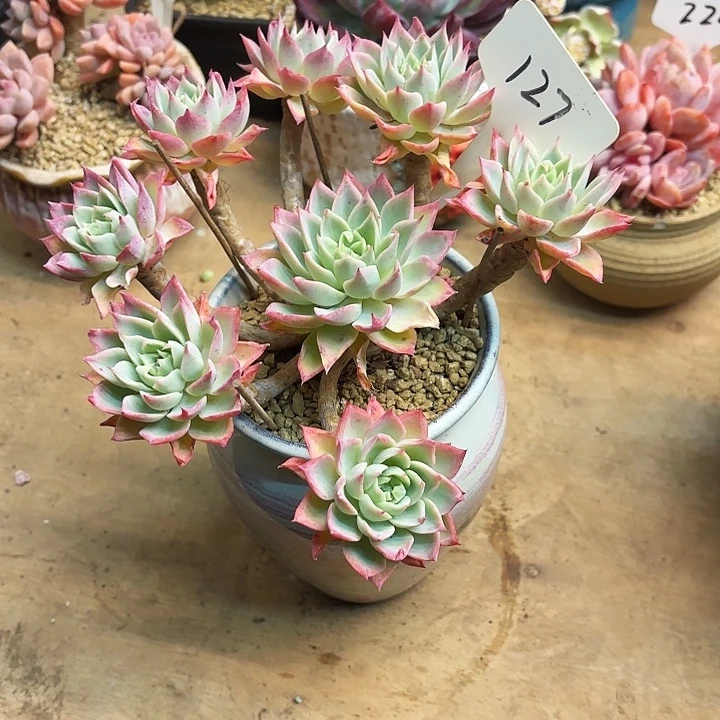 多肉植物，三色景127号