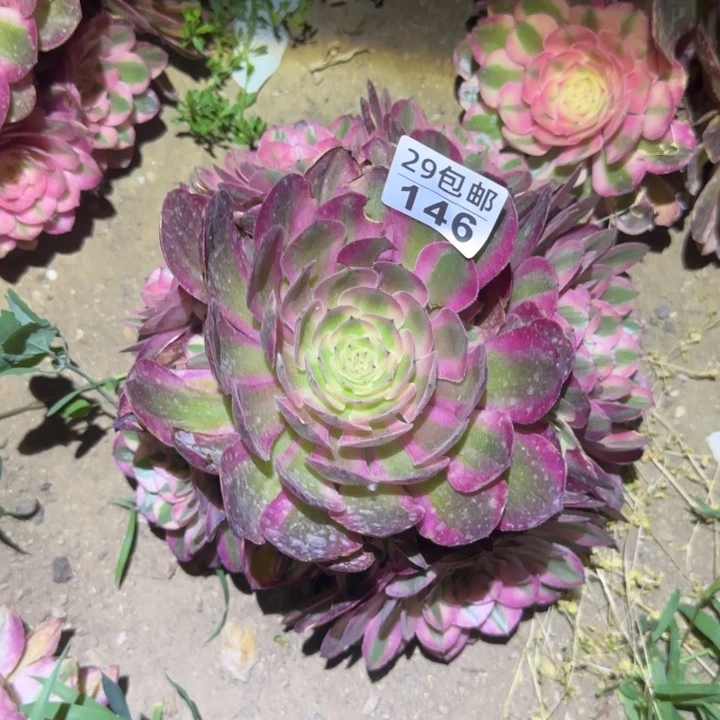 荔枝……多肉植物的