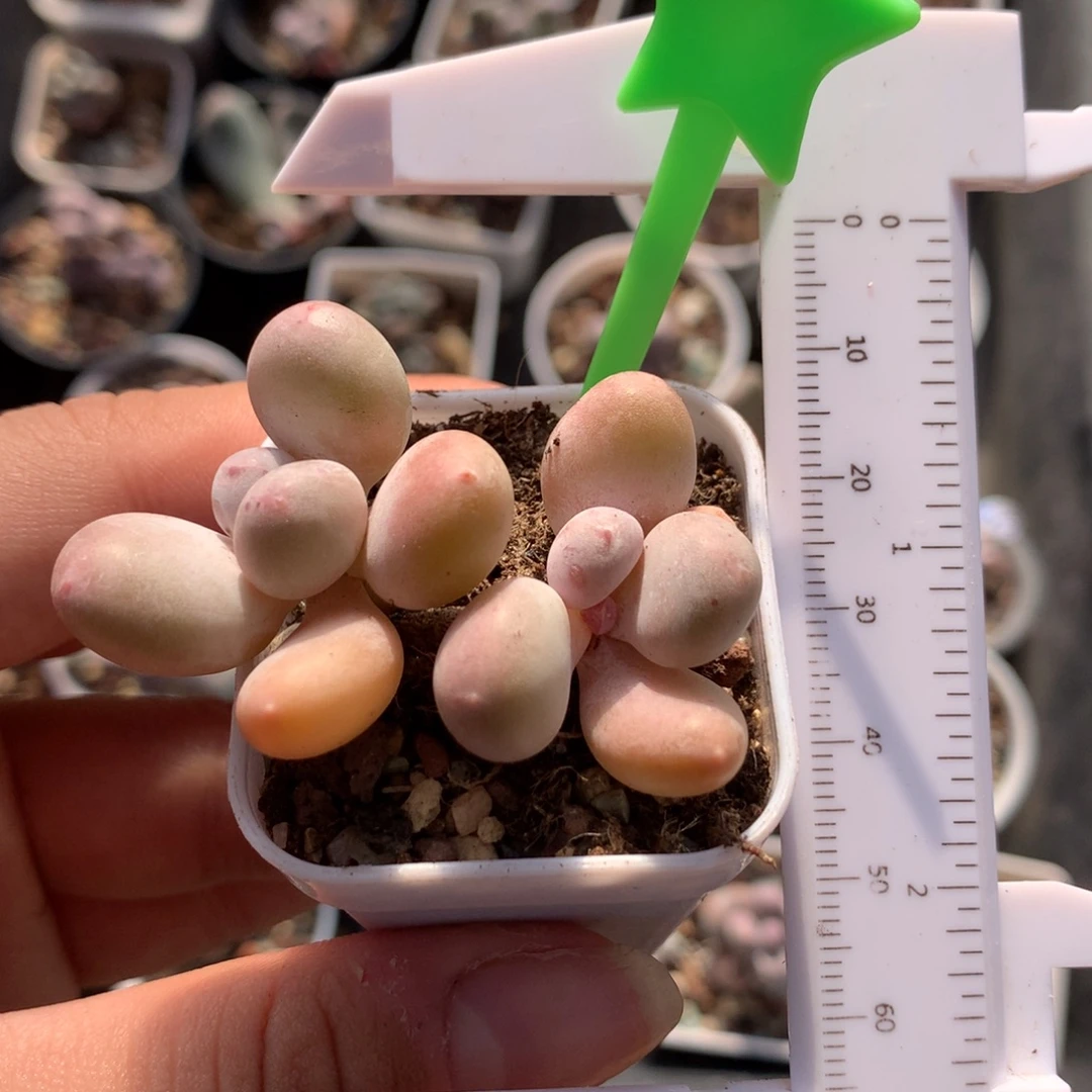 蛋黄奶多肉植物哈哈