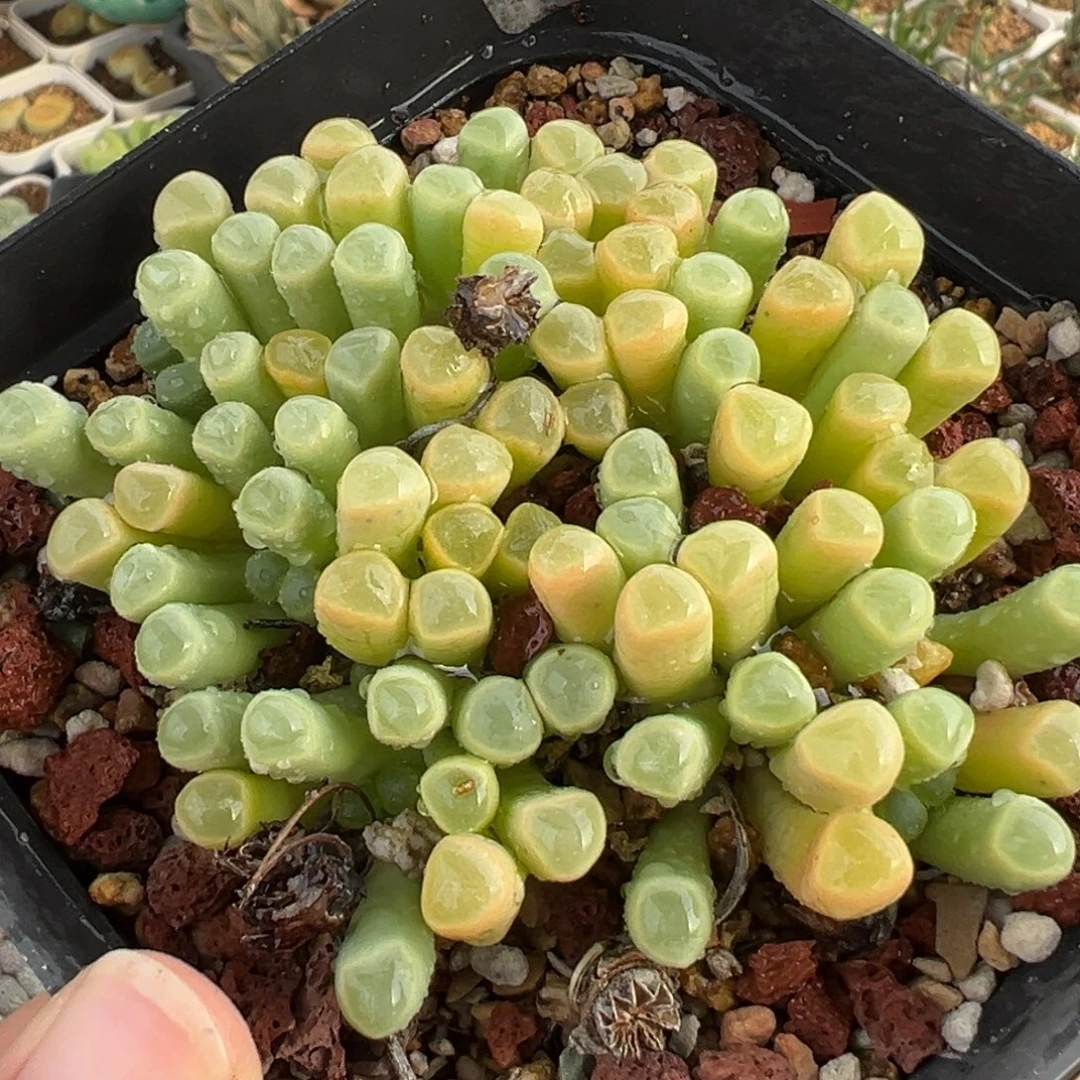 741多肉植物种类多样