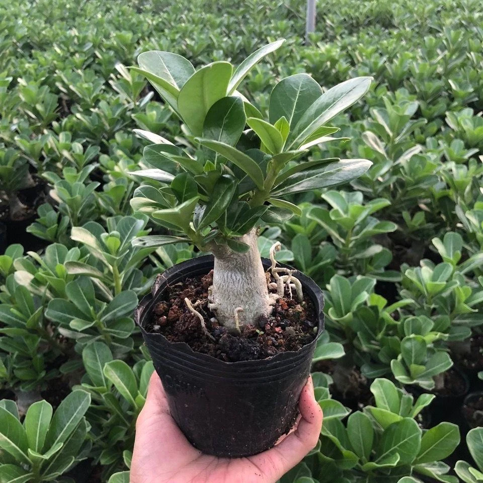 沙漠玫瑰盆栽小盆特惠耐旱好养四季开花阳台庭院绿植花卉室内外