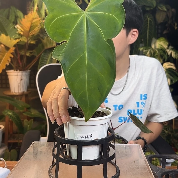 豆***完全开放一物一拍Q149